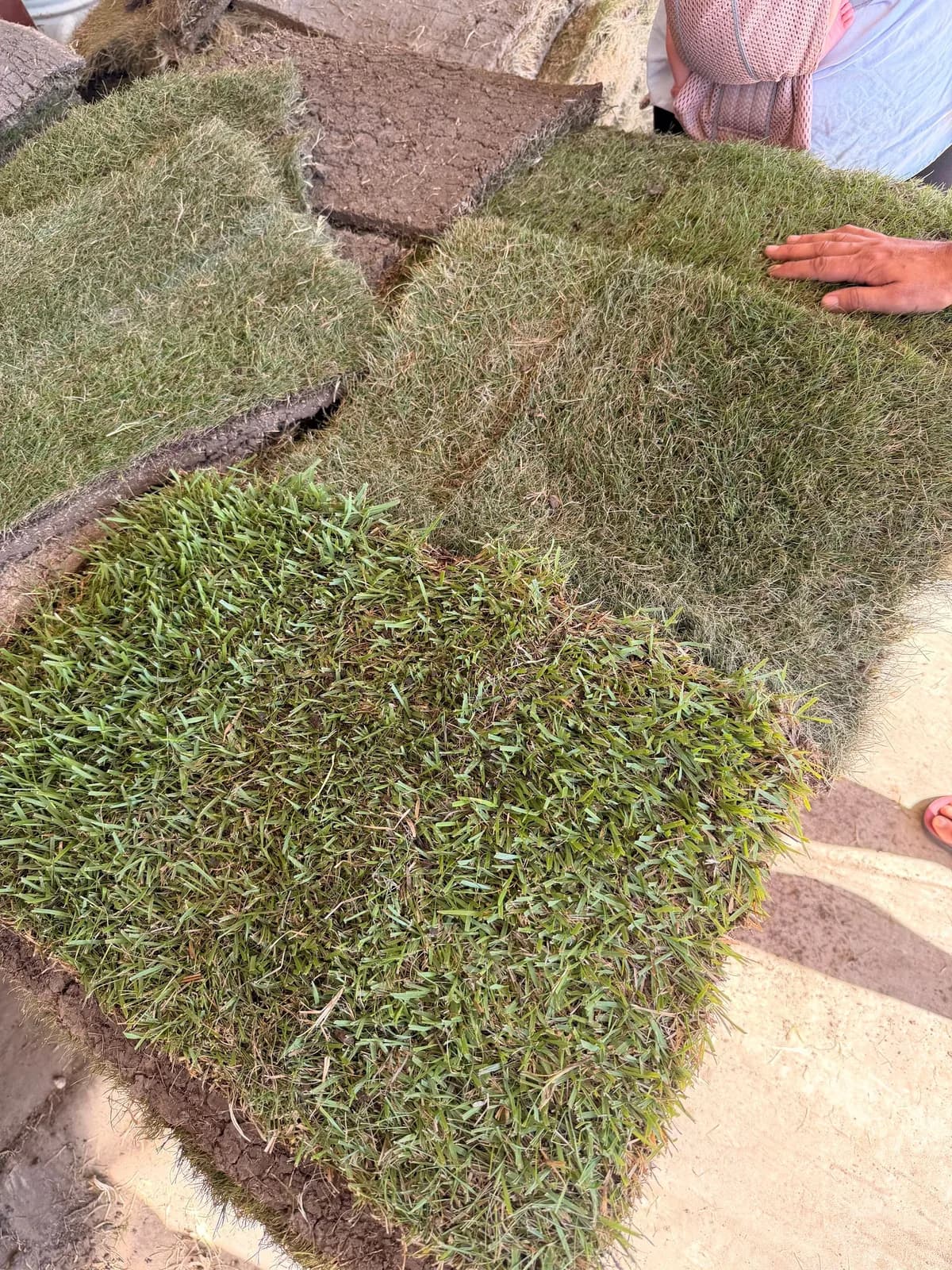 Your Local Grass Guy