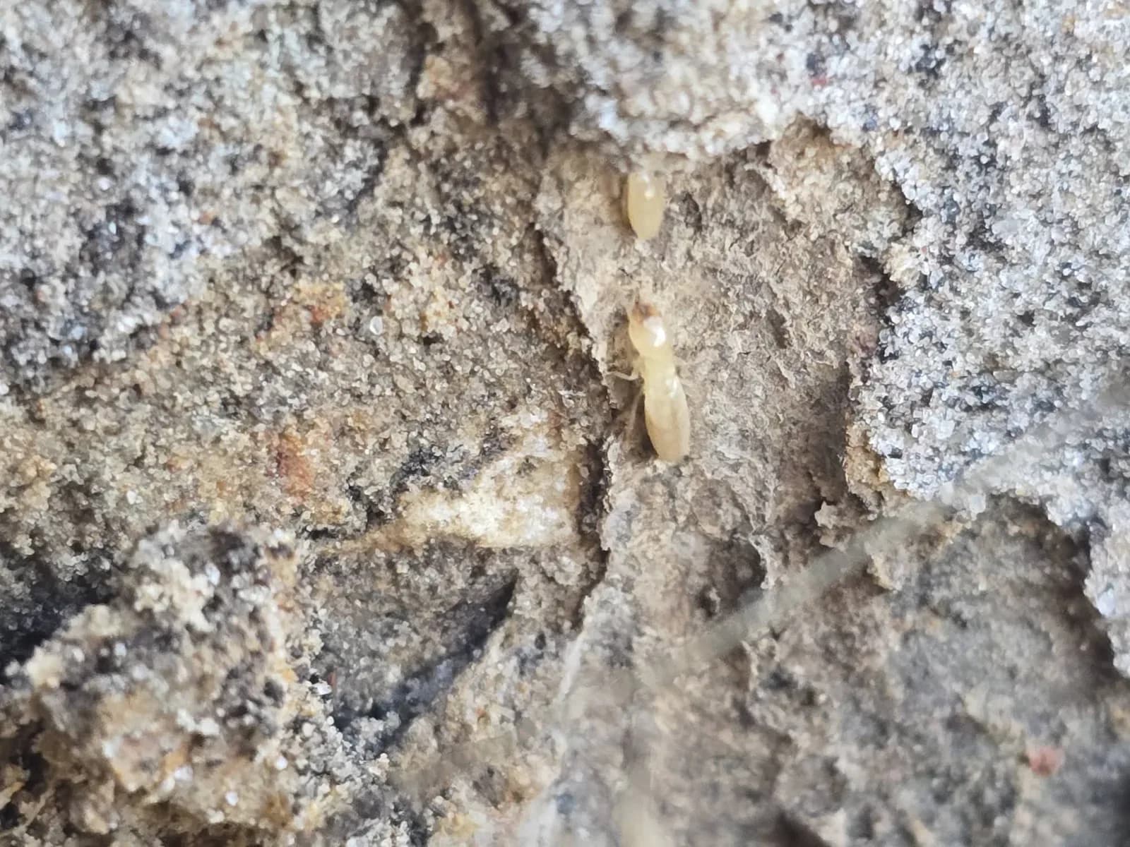 Fullscope Pest Control