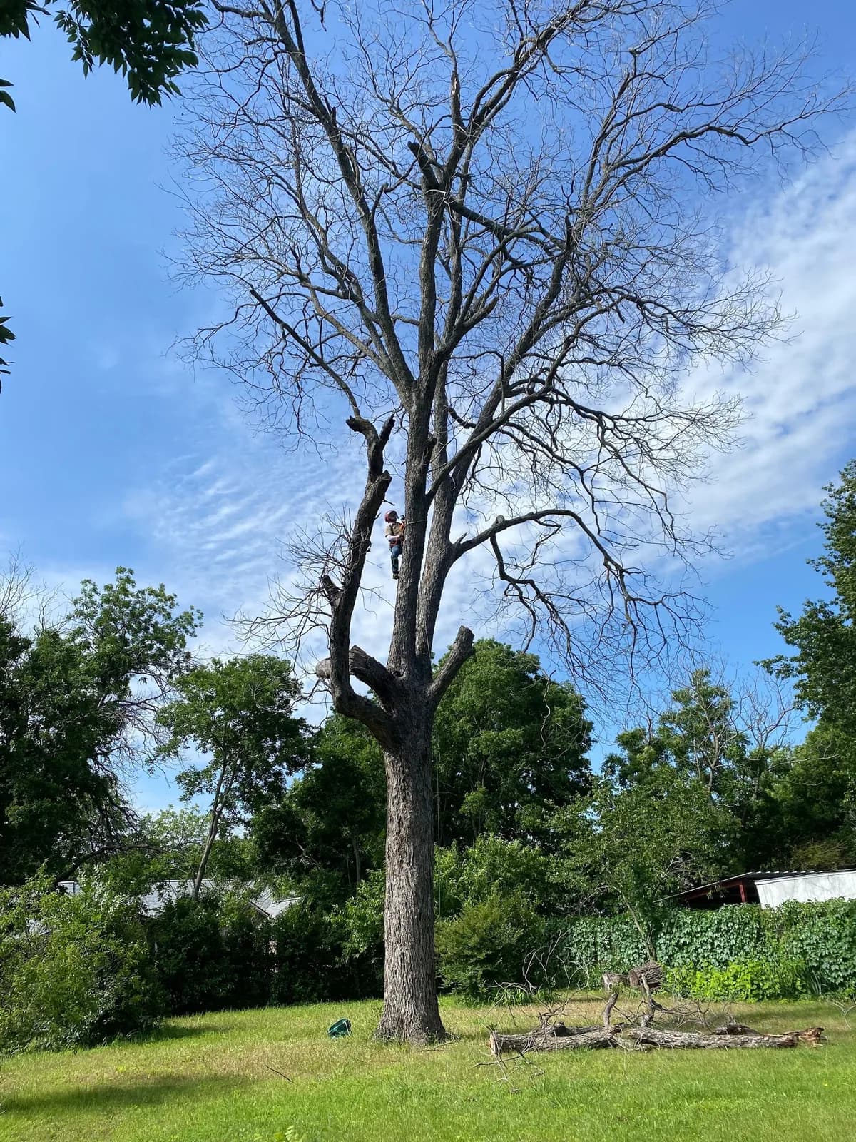 Living Tree LLC