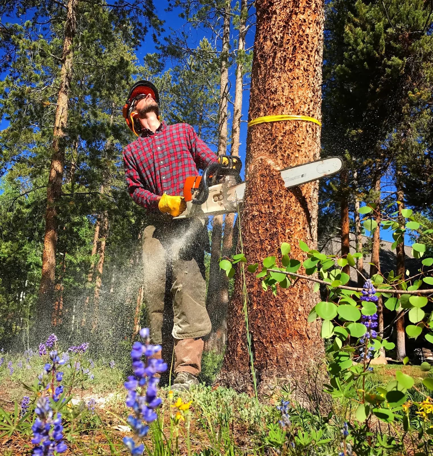 TSH Tree Service