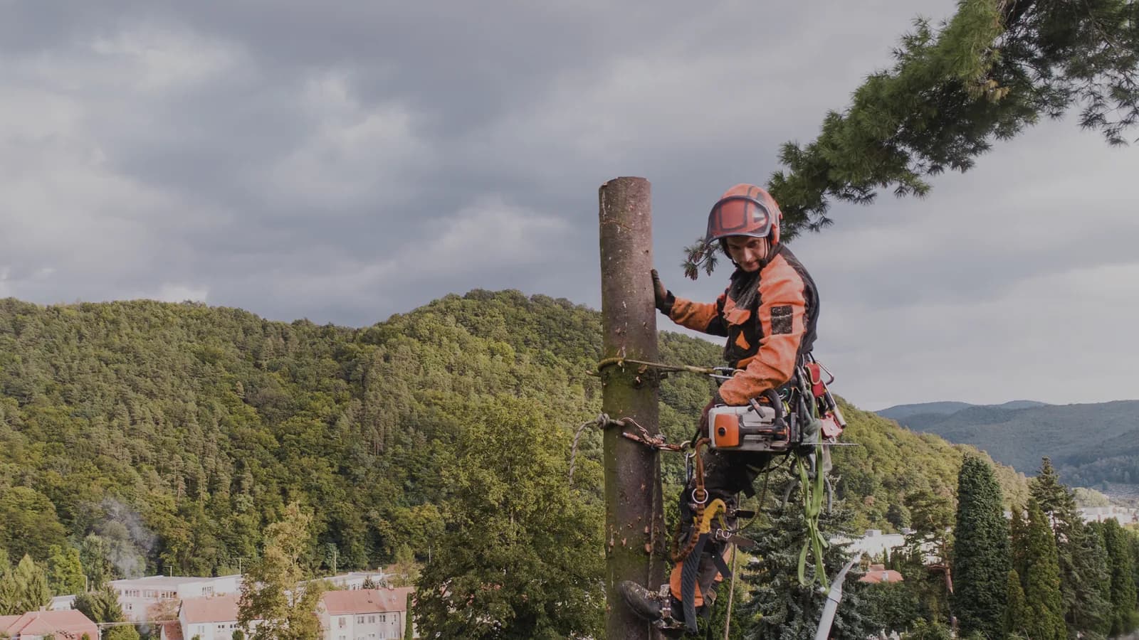 Central Oregon Tree Experts