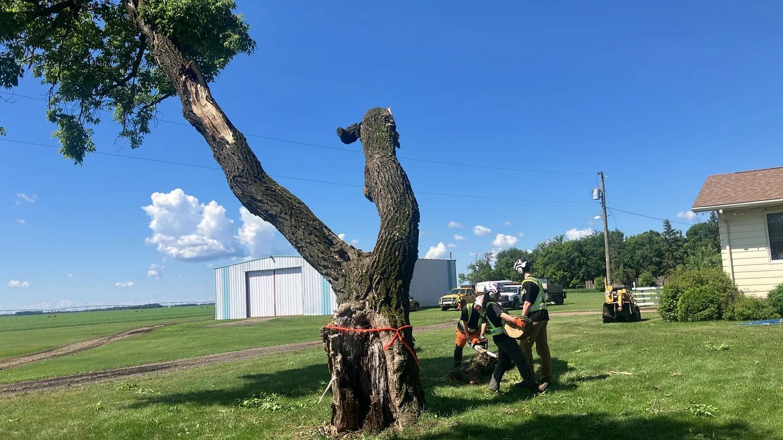 Bee EZ Tree Service