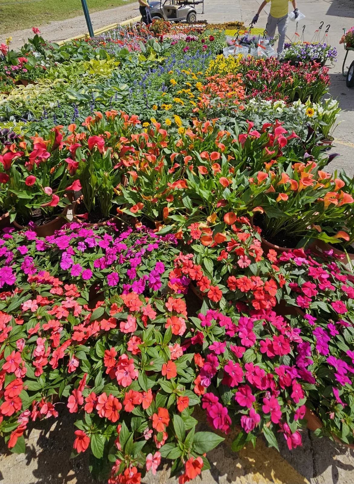 Covington's Nursery and Landscape