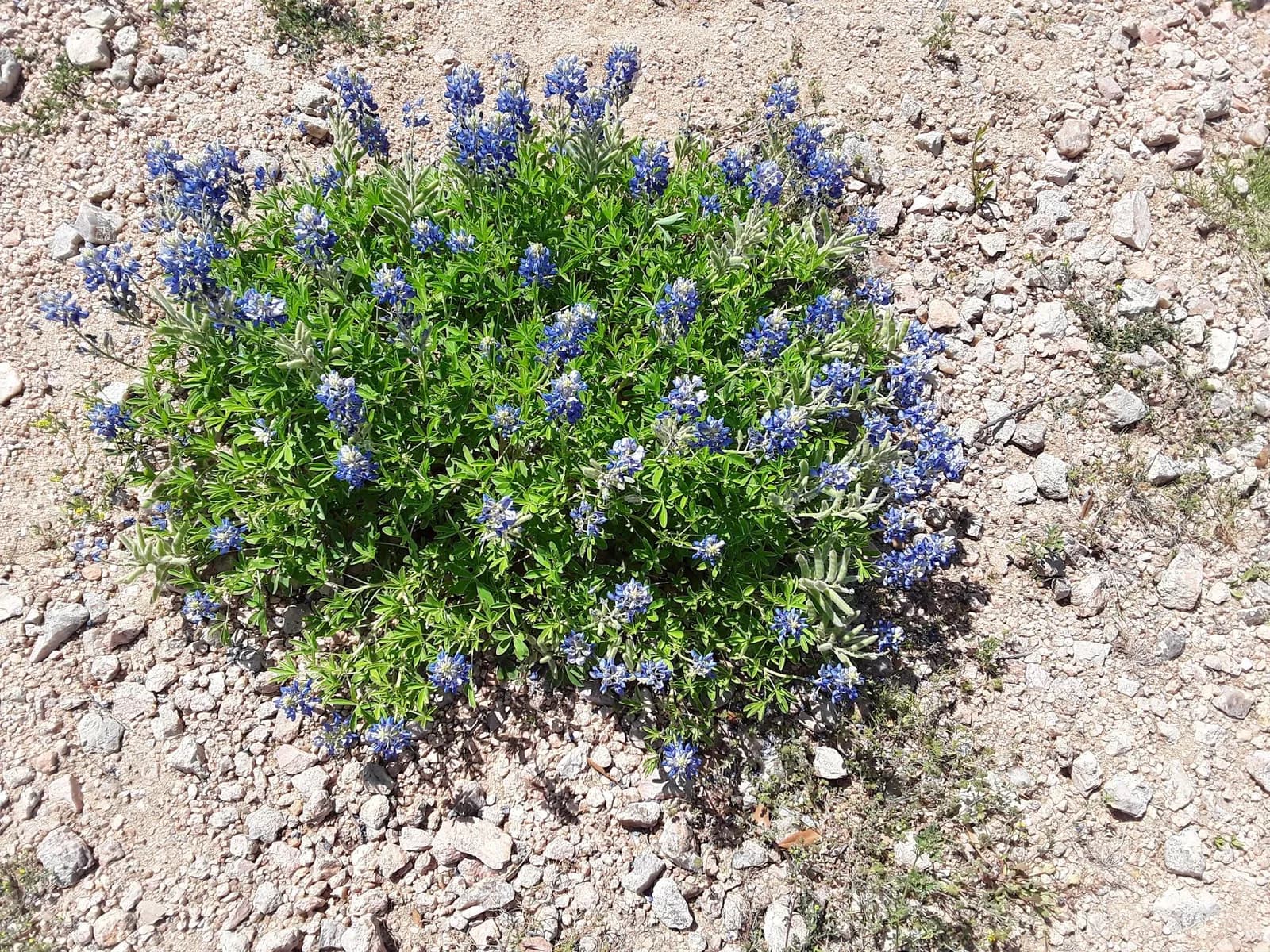 Llano County Park