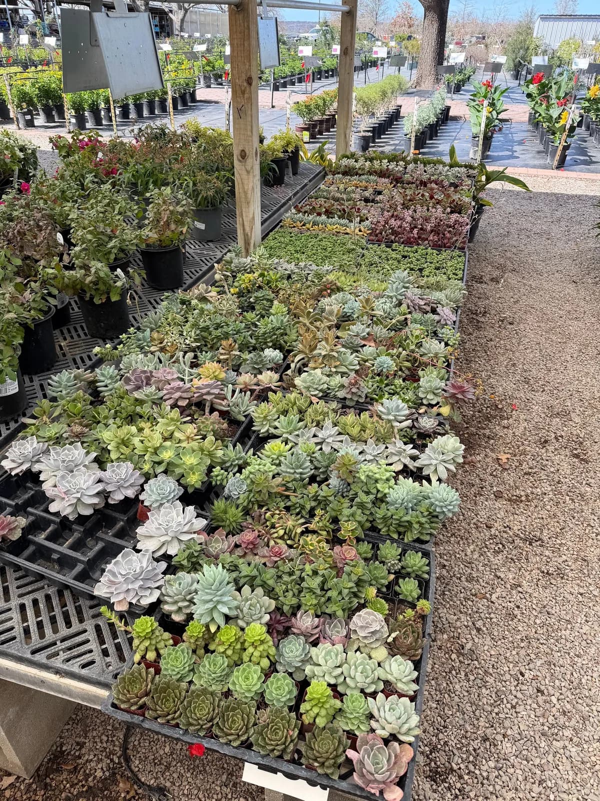 Backbone Valley Nursery