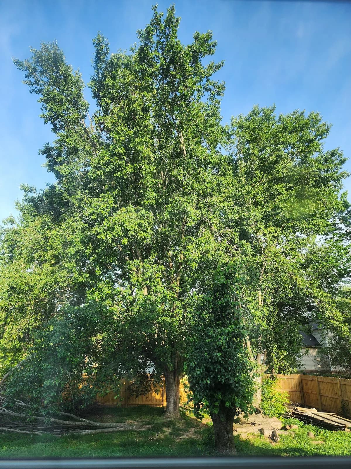 Thompson’s Tree Service, LLC