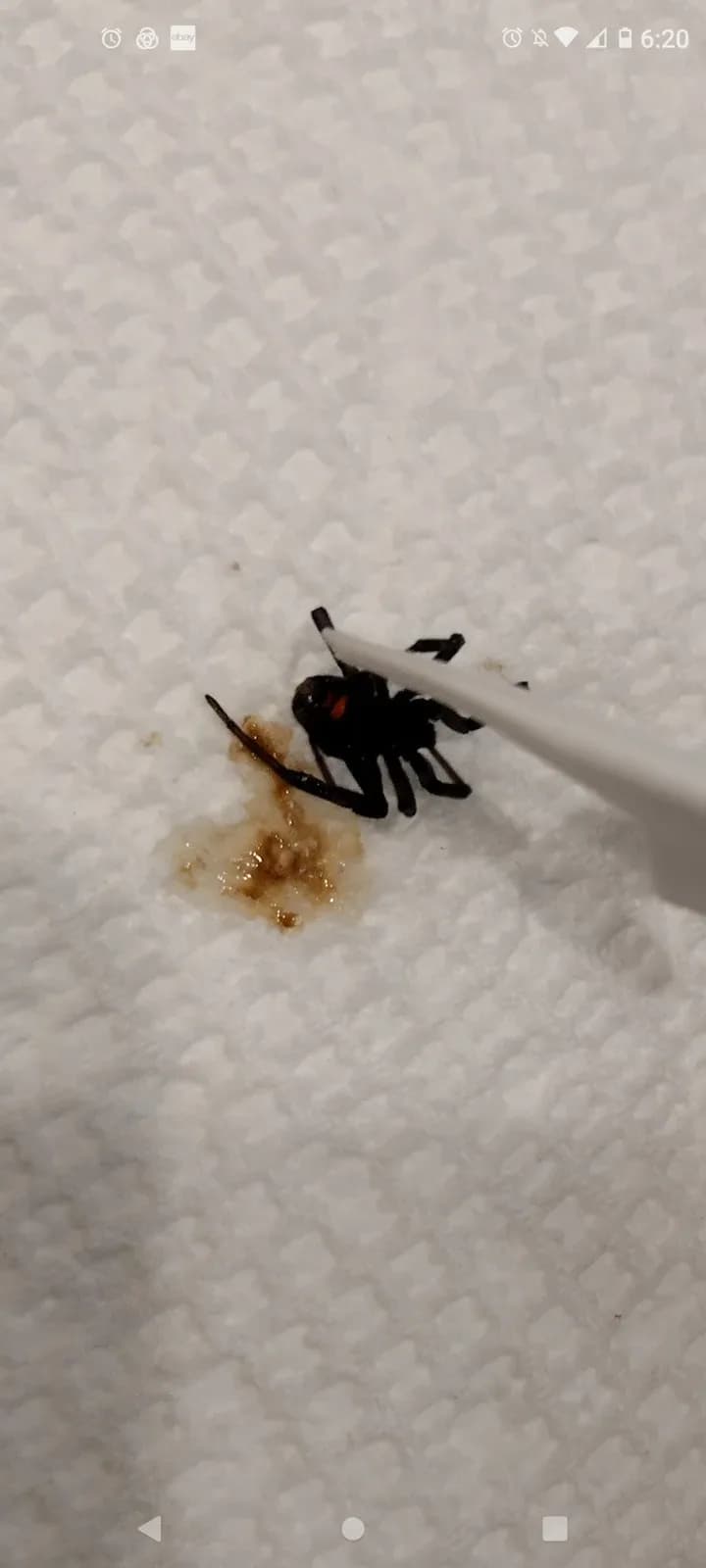 Green Team Pest