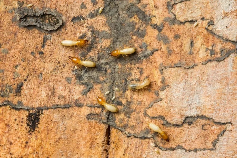 It's Bugs Or Us Pest Control - Houston