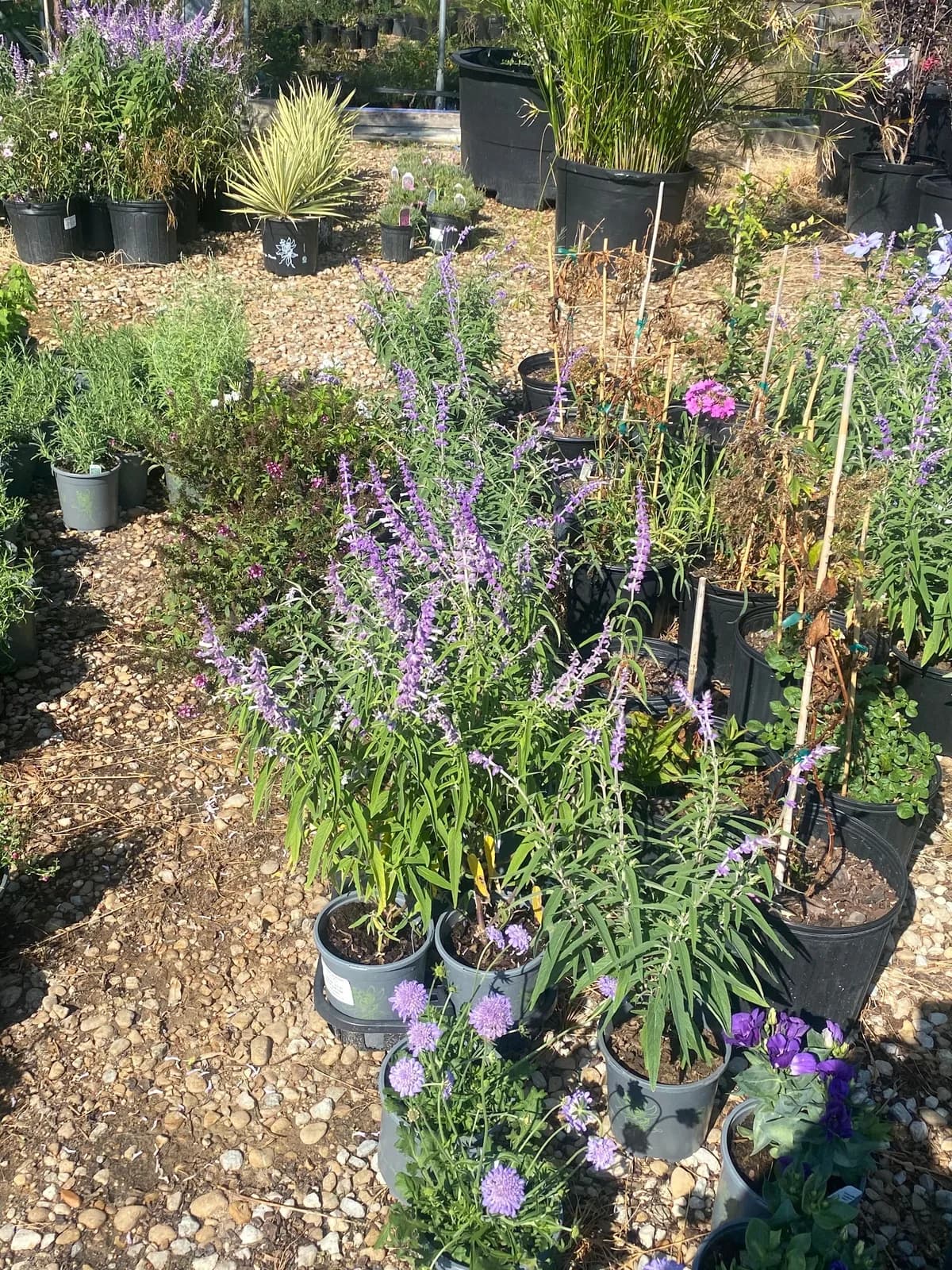 Big John's Nursery