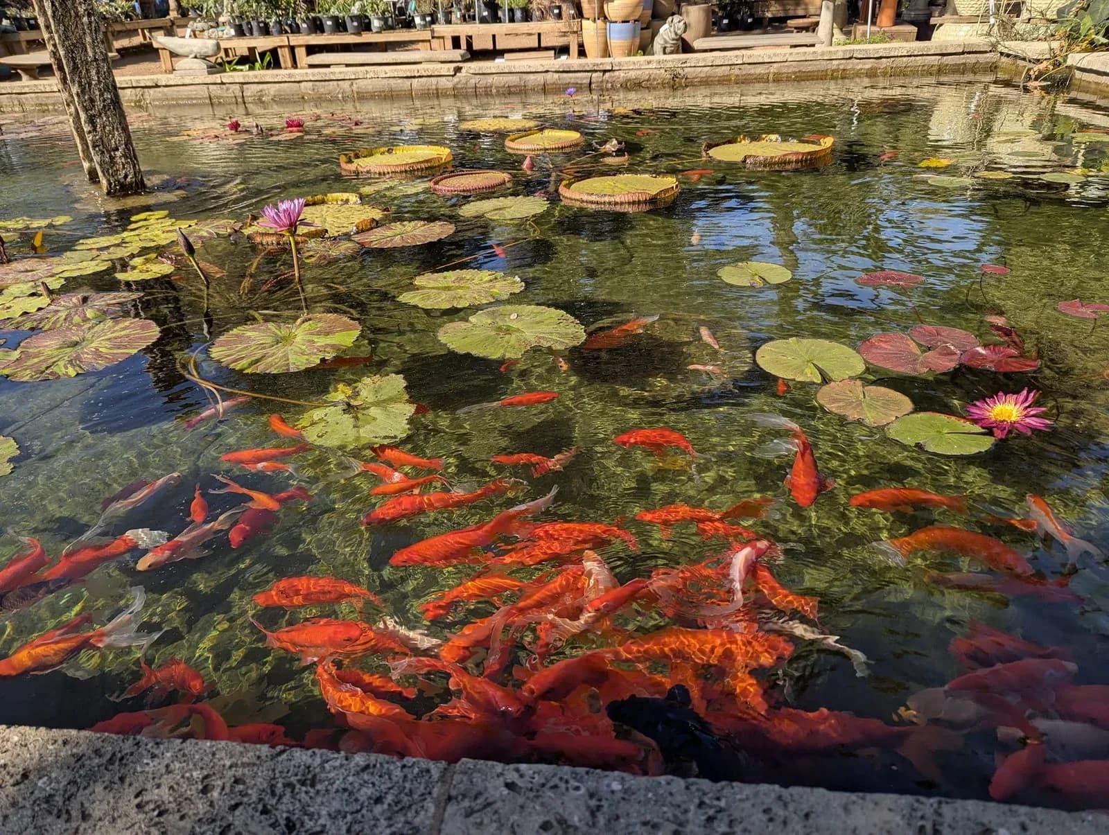 Hill Country Water Gardens & Nursery