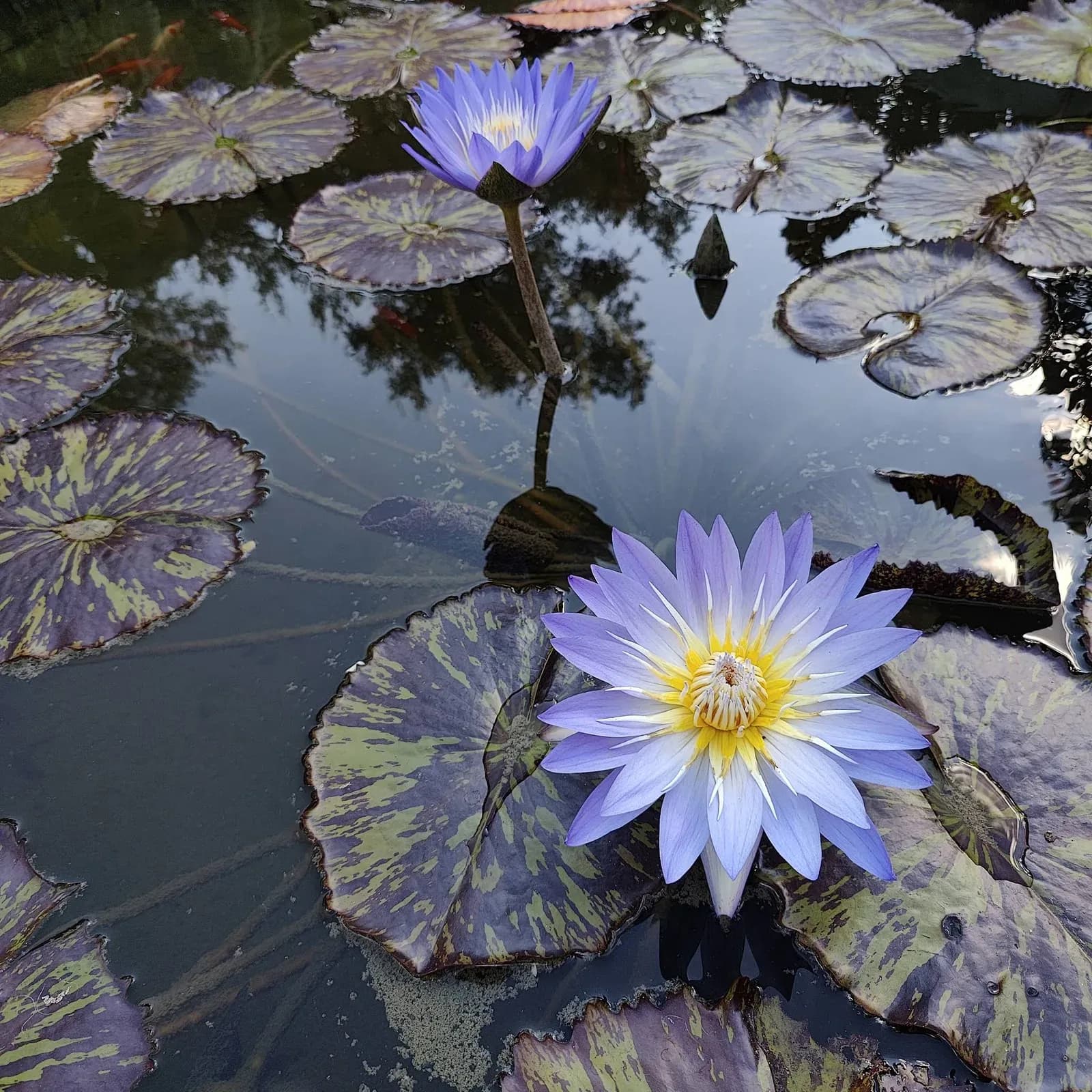 Hill Country Water Gardens & Nursery