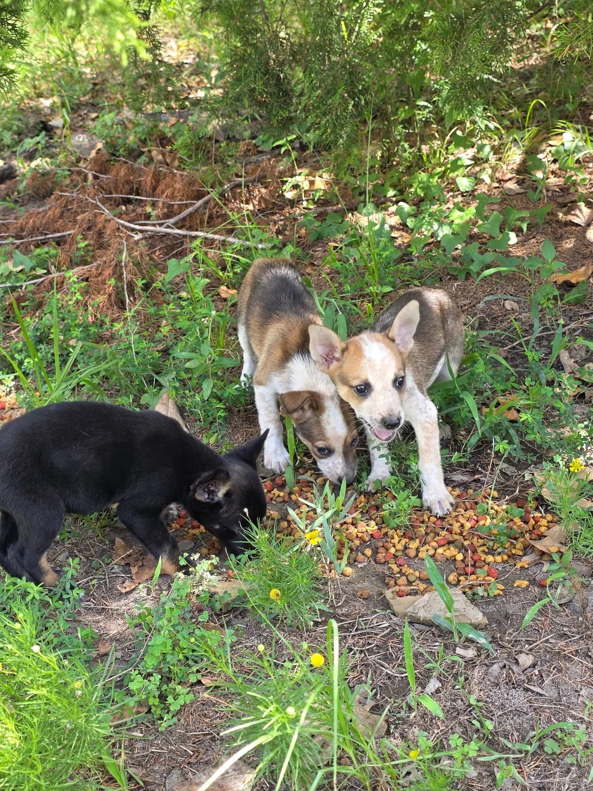 Athens Animal Services