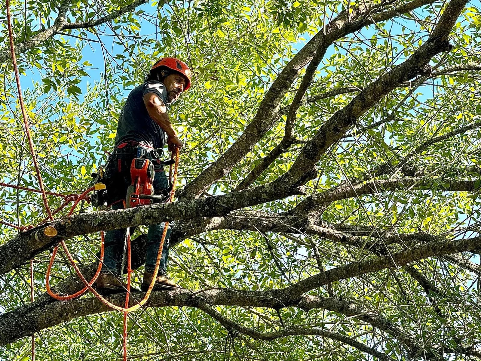 Davis Tree Service