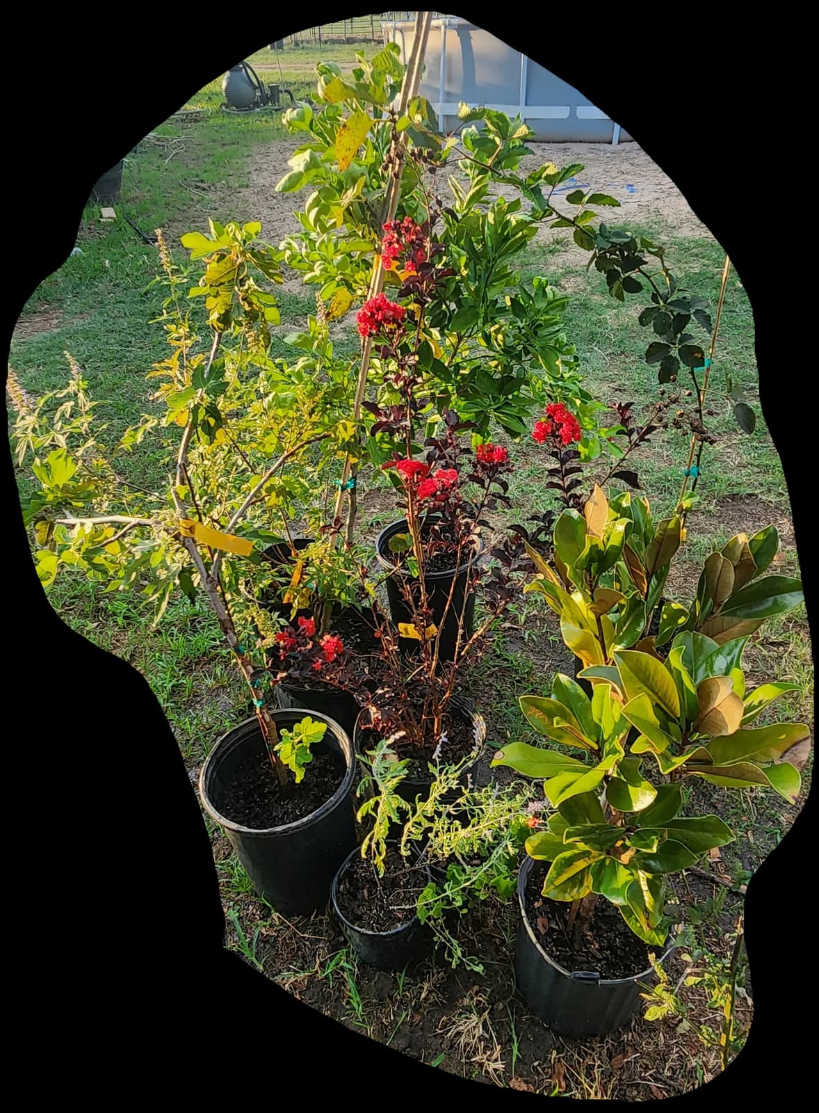 Texas Tree Farms, LLC