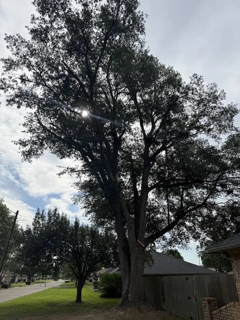 Mercer Tree Service