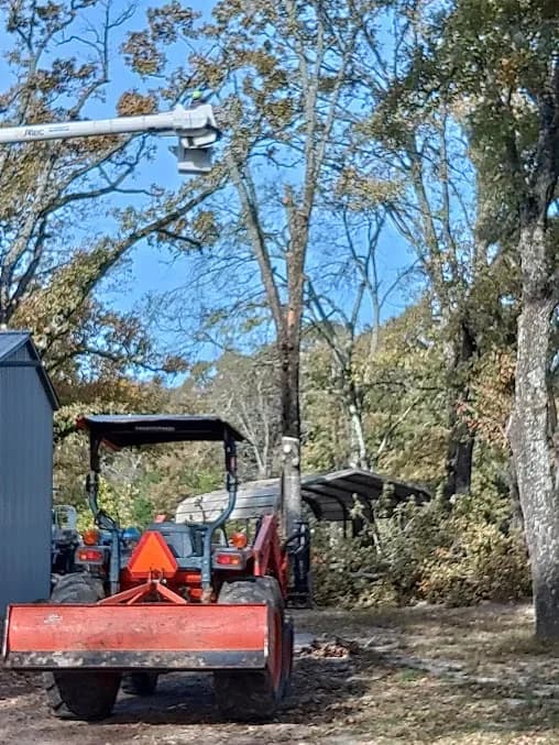 Mercer Tree Service