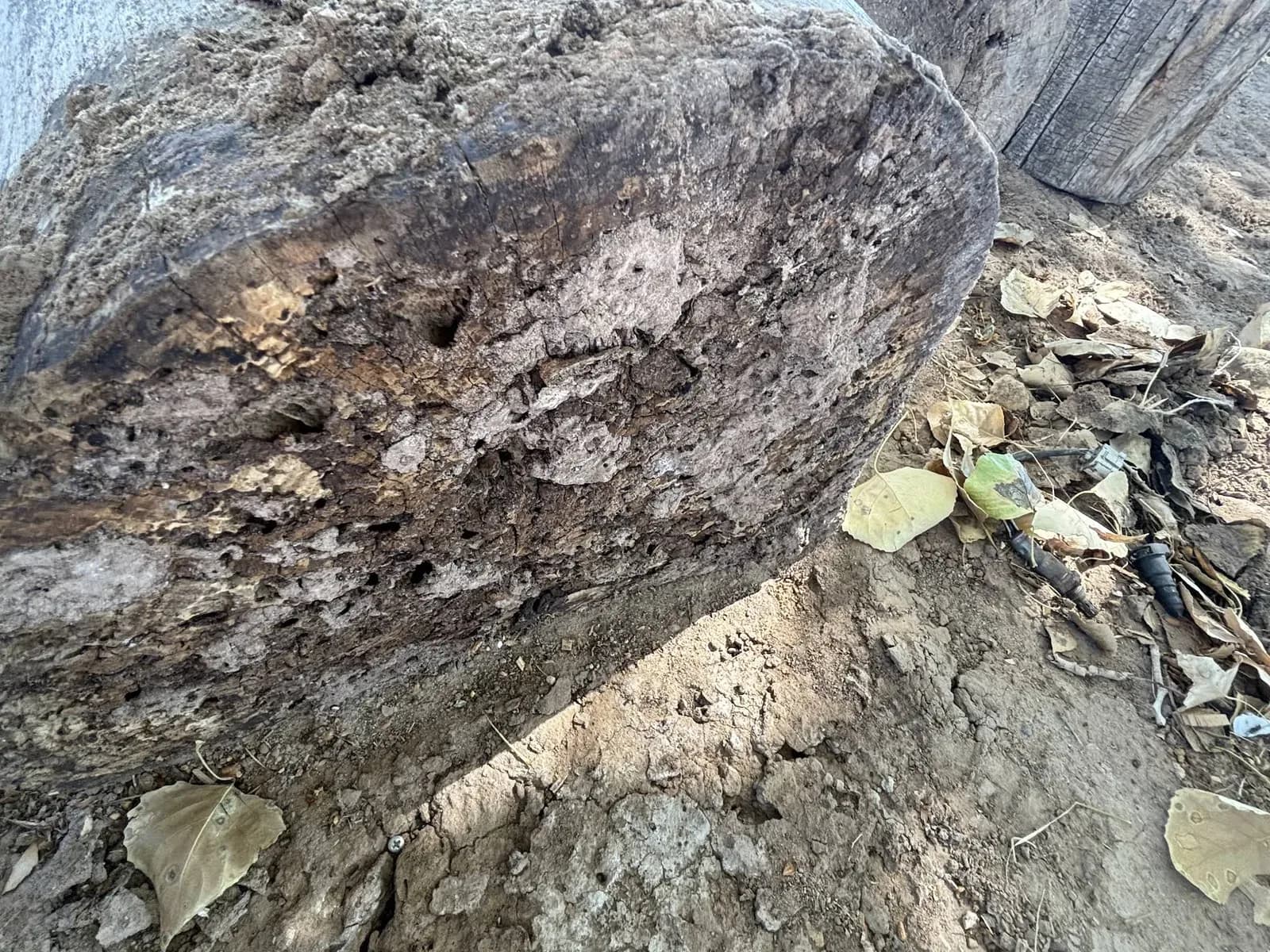 Integrity Pest and Termite