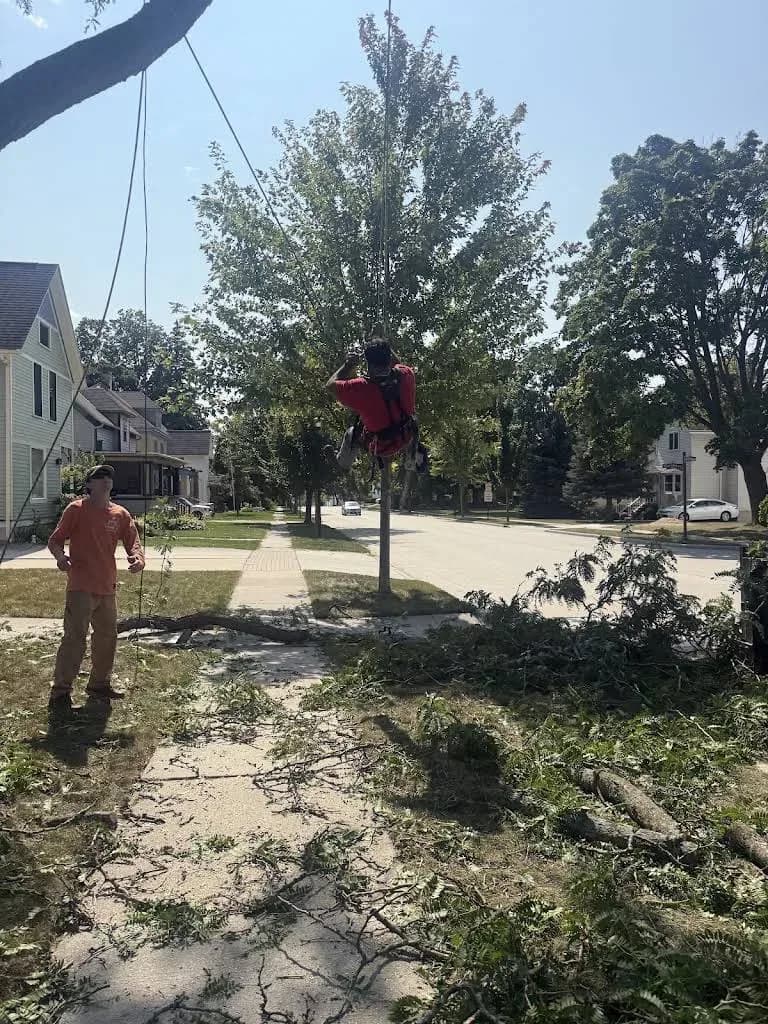 Clean Edge Tree Service & Removal, LLC