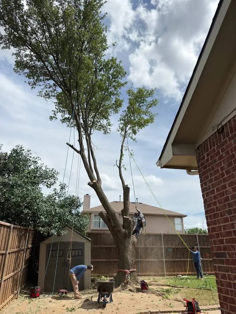 Clean Edge Tree Service & Removal, LLC