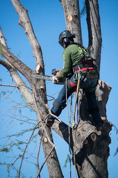 Clean Edge Tree Service & Removal, LLC