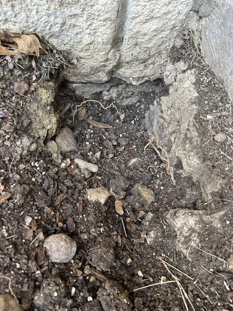 All-Safe Pest & Termite