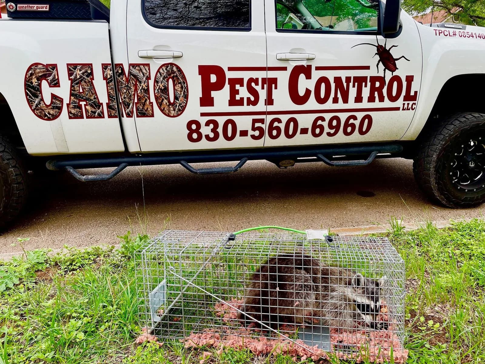 Camo Pest Control