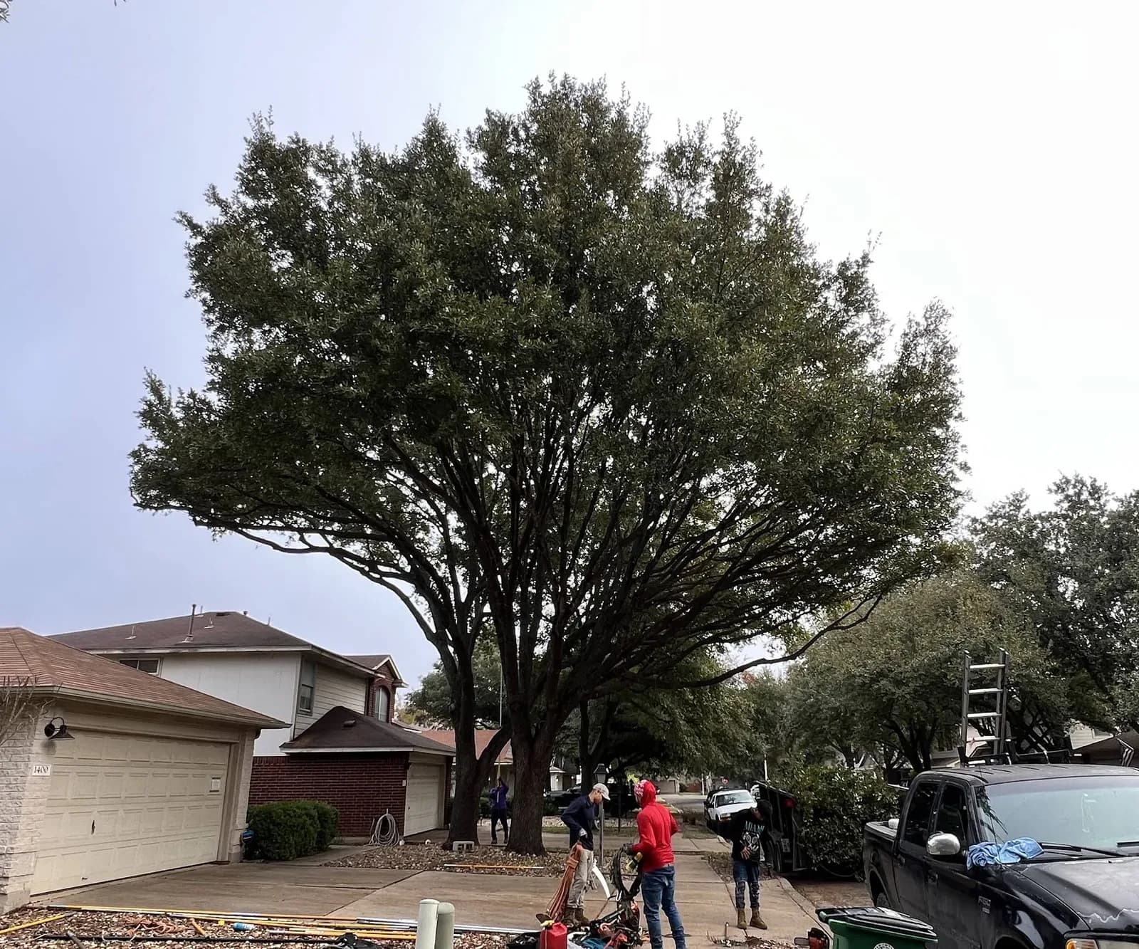 Sid Mourning Tree Service