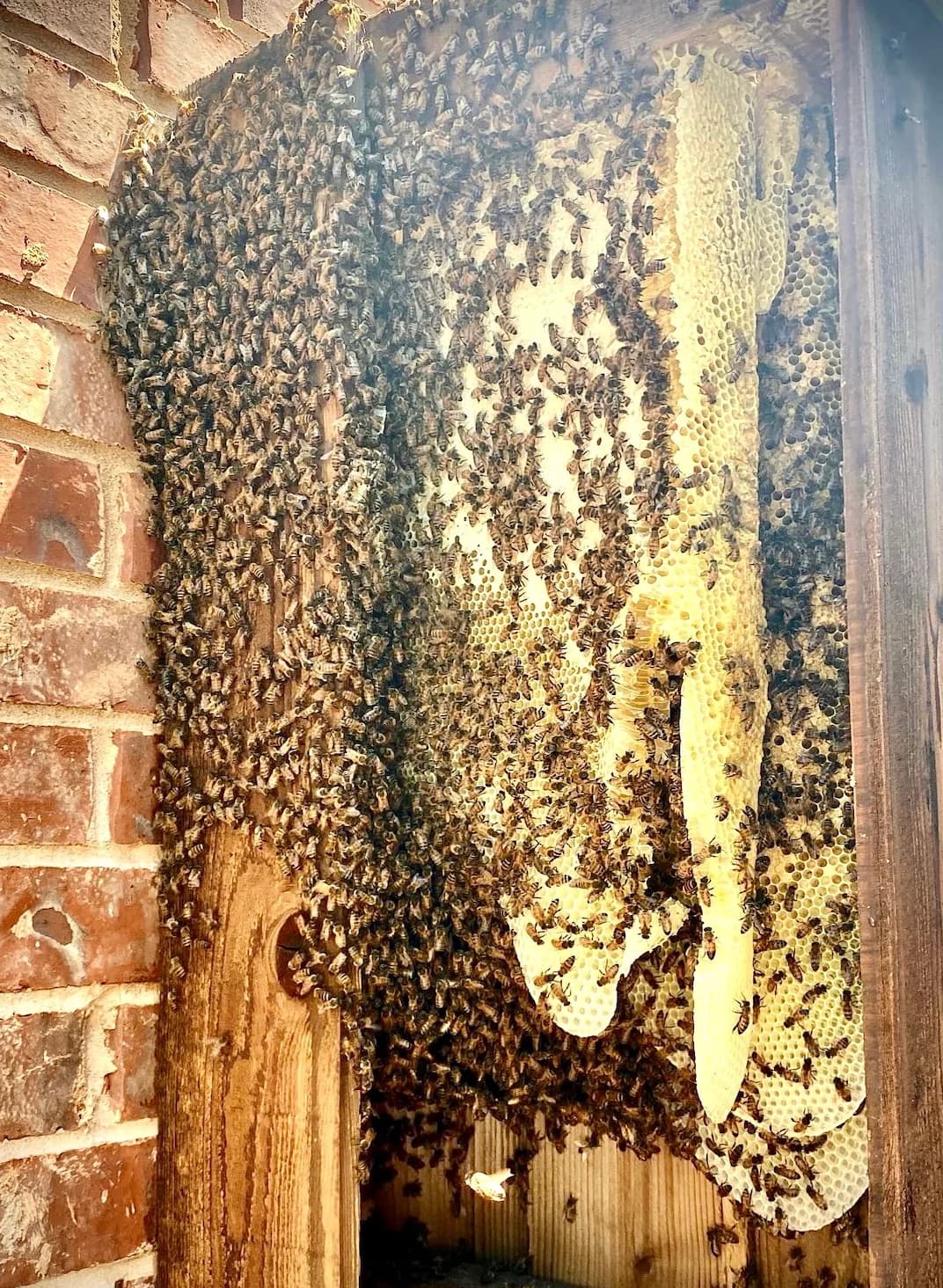 Home and Hive