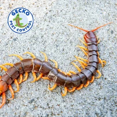 Gecko Pest Control