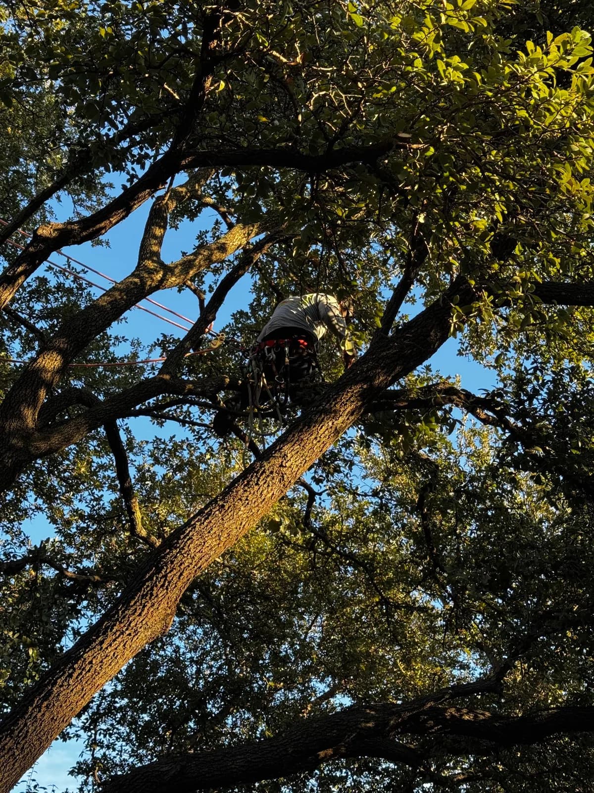 Monster Tree Service of North Dallas