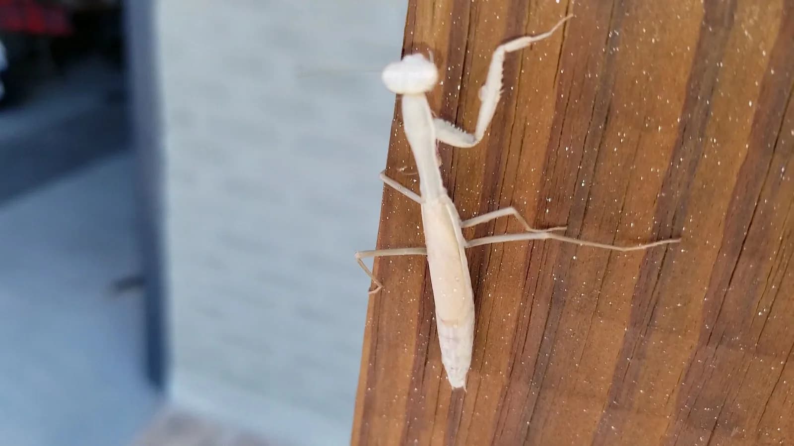 Apex Pest and Weed Control
