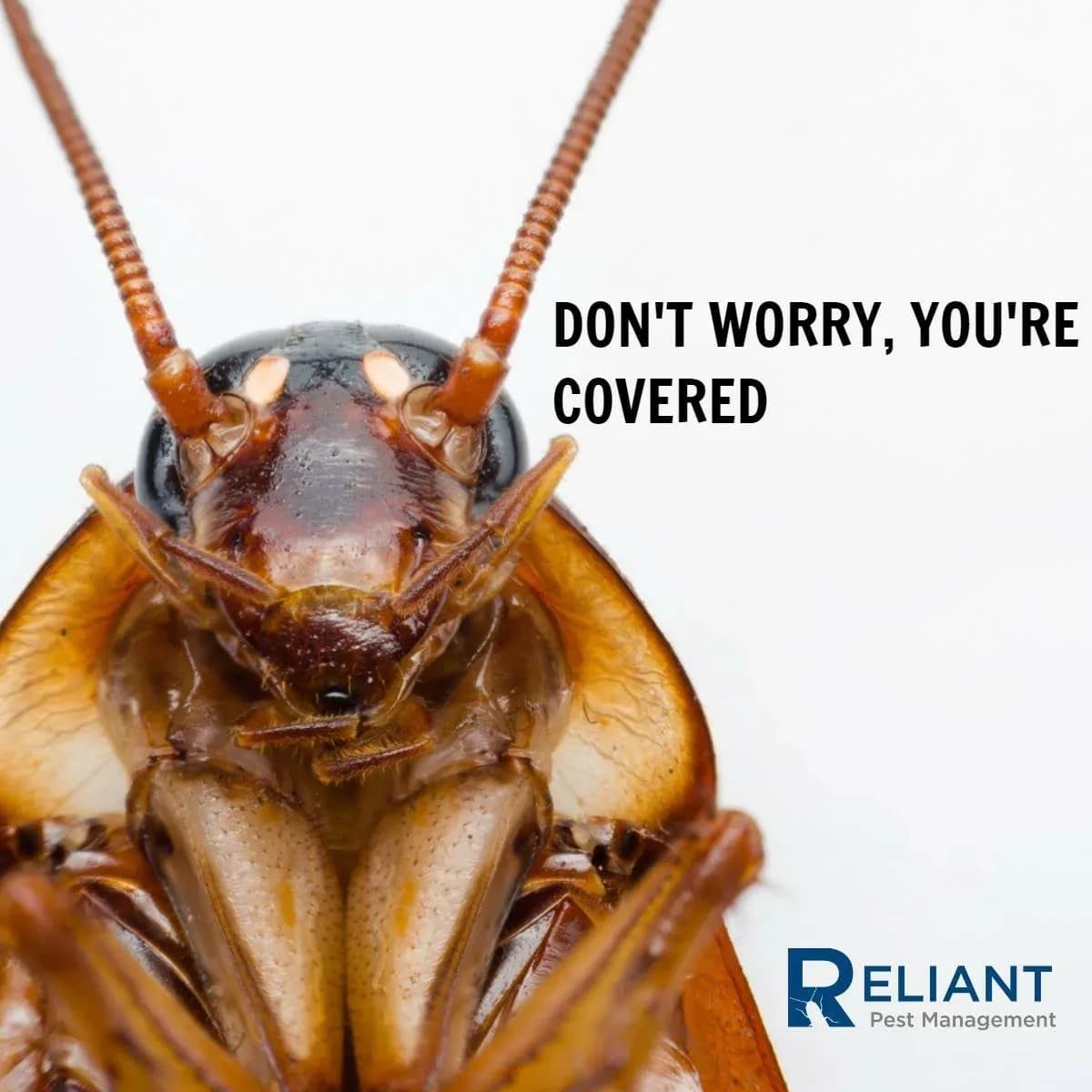 Reliant Pest Management