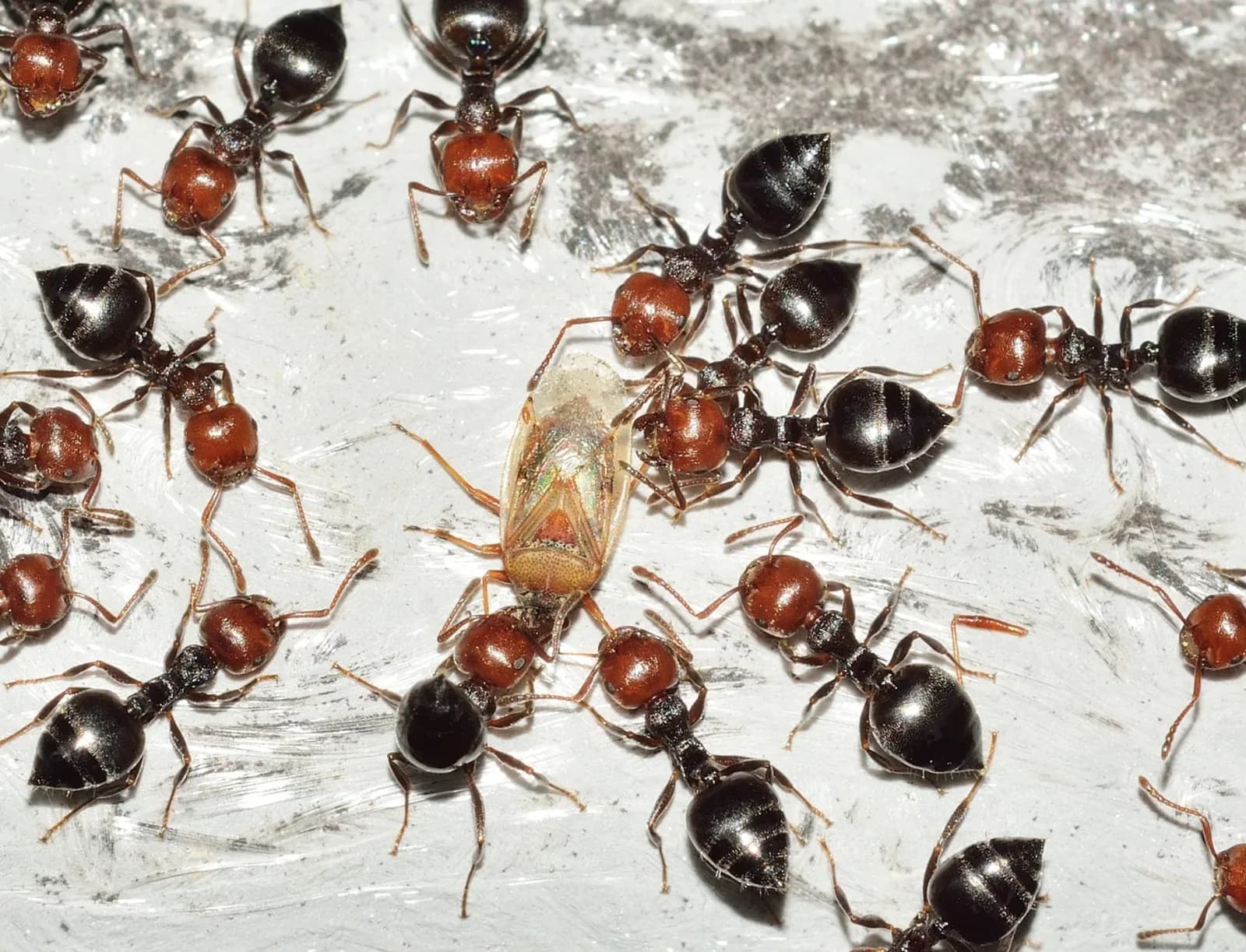 Bichoos Pest control