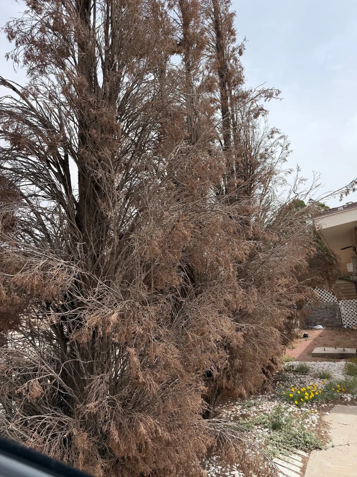 Next Tree Service