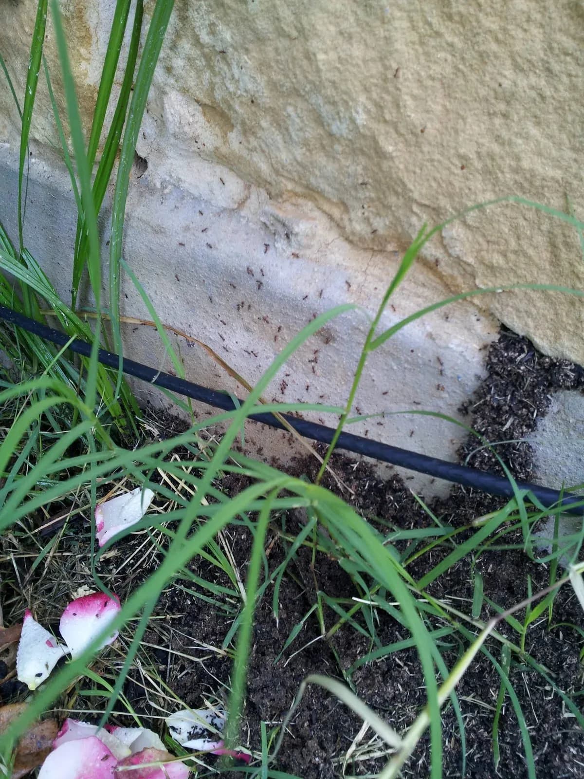 Magic Pest and Lawn