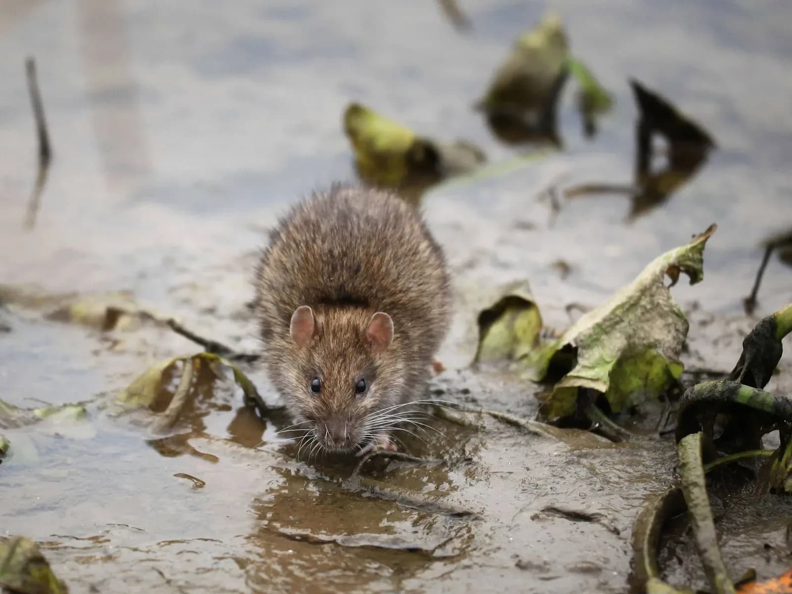 Sniper Termite and Pest Control Fort Worth