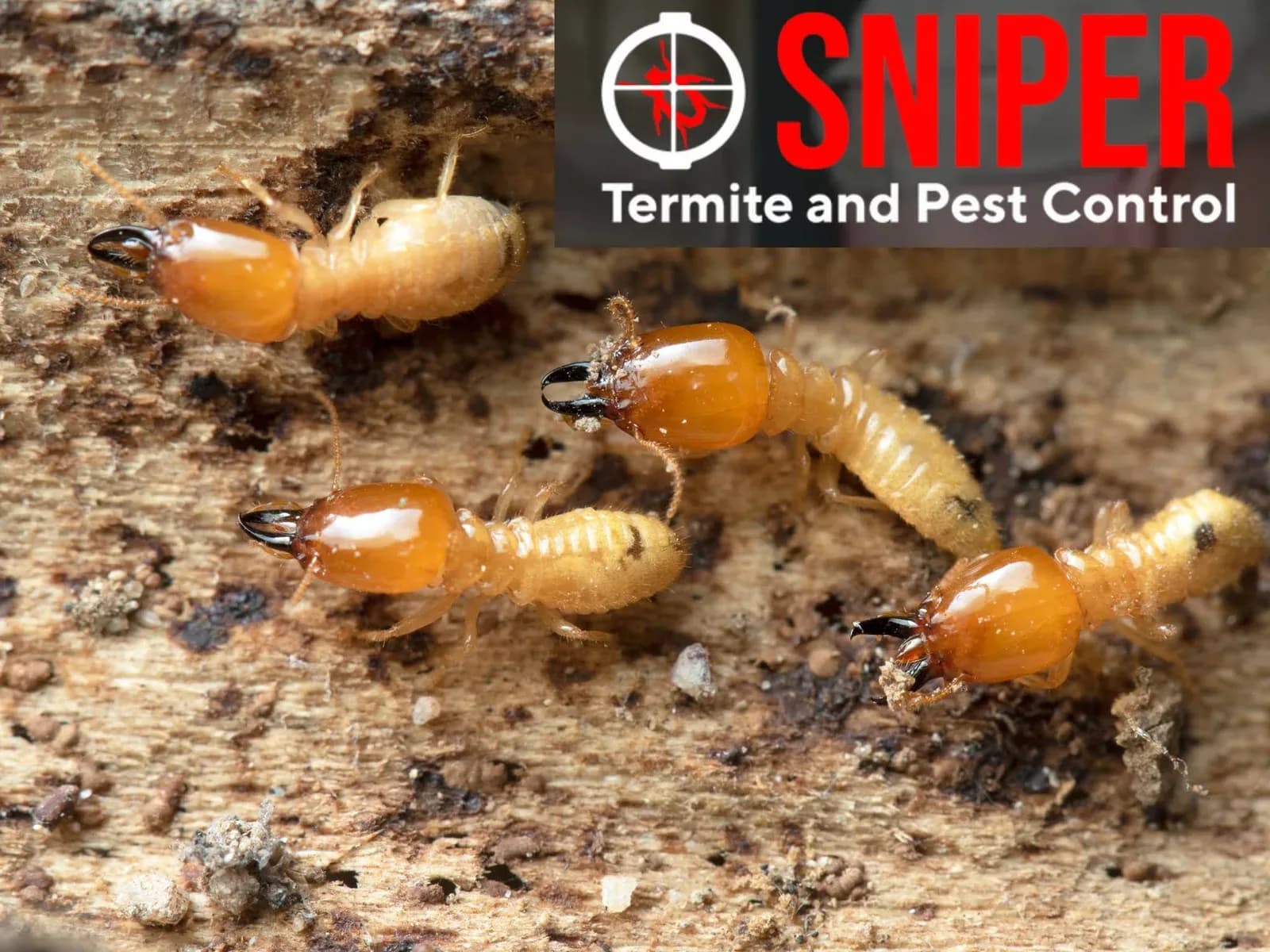 Sniper Termite and Pest Control Fort Worth