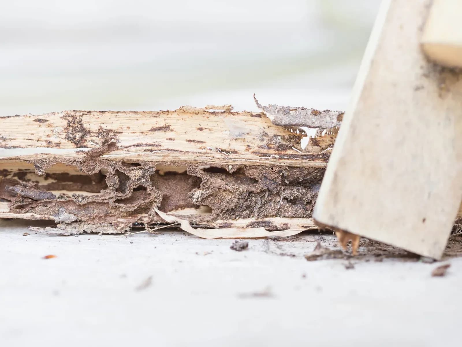 Sniper Termite and Pest Control Fort Worth