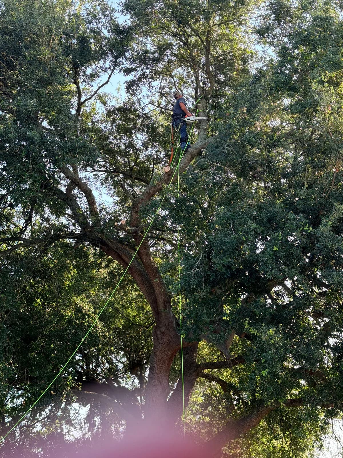 TnT tree service