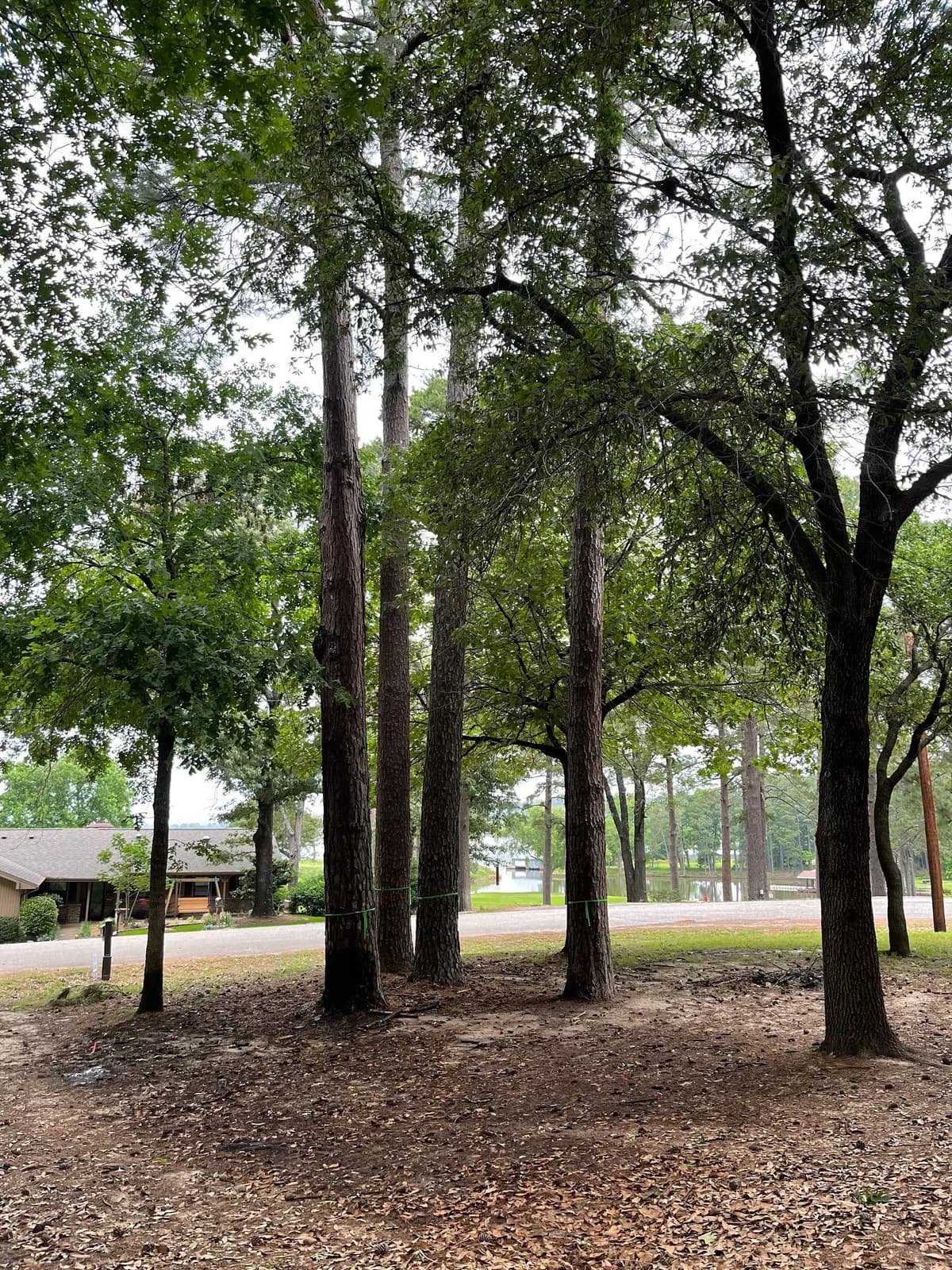 Grimes Tree and Land Services