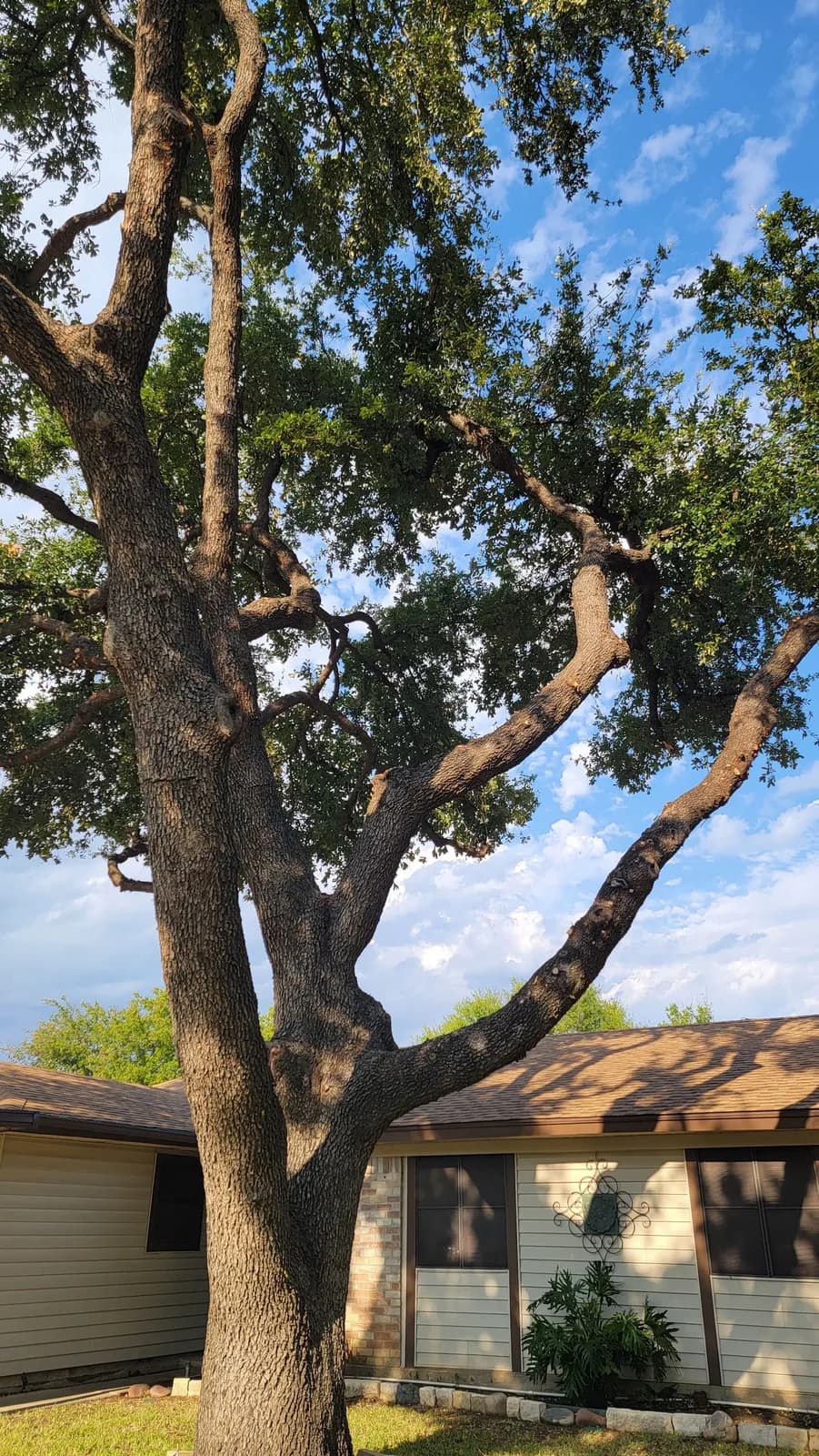 Sion Tree Service